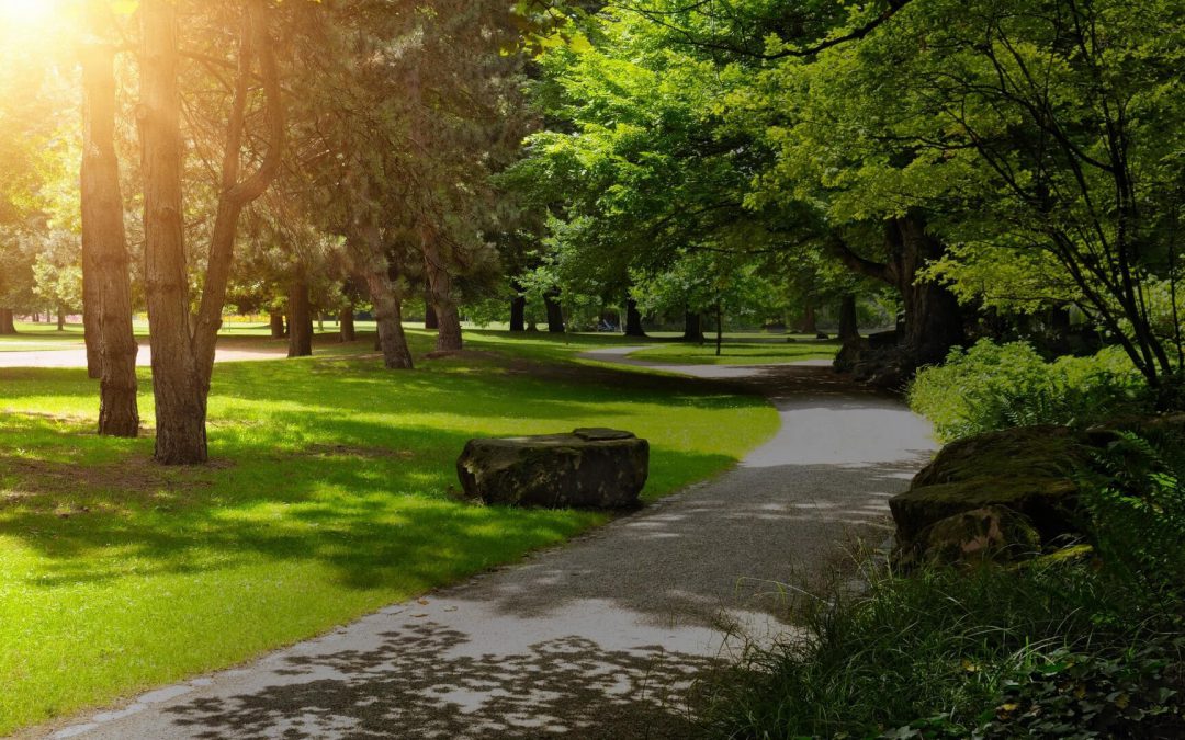 Aménagement de jardin à Baume-les-Dames : bien choisir les arbres et arbustes